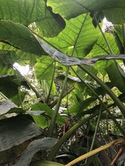 Xanthosoma