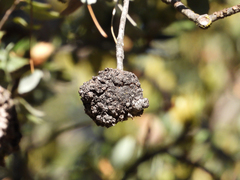 Agrobacterium radiobacter