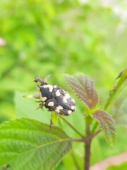 Clinteria klugi