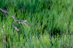 Polygala hottentotta