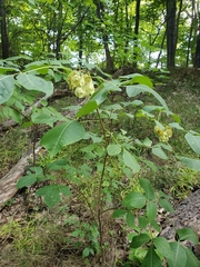 Ptelea trifoliata