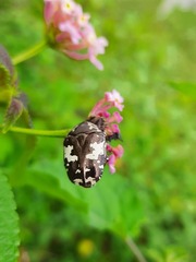 Protaetia aurichalcea