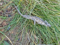 Bradypodion occidentale