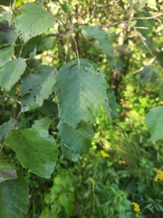 Alnus incana