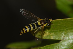 Sphaerophoria scripta