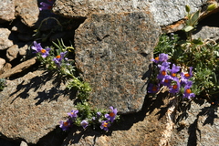 Linaria alpina