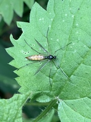 Ptychoptera contaminata