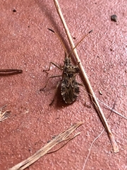 Centrocoris variegatus