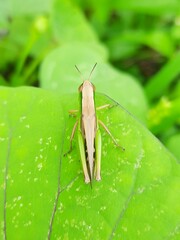 Acrididae