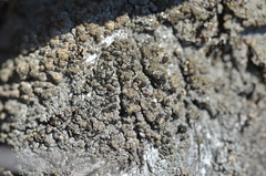 Trapeliopsis granulosa