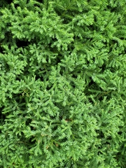 Juniperus sabina