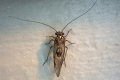 Psocidae