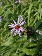 Symphyotrichum subspicatum