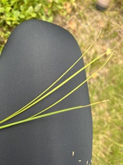 Juncus filiformis