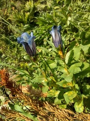 Gentiana calycosa