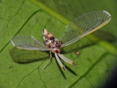 Peggiopsis