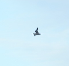 Thalasseus maximus