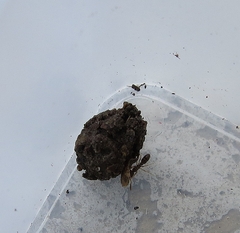 Ponerinae