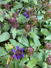 Prunella grandiflora