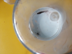 Scotophaeus blackwalli