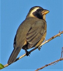 Saltator aurantiirostris