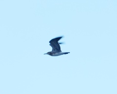 Leucophaeus atricilla