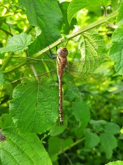 Anaciaeschna jaspidea
