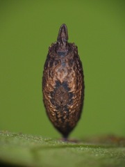 Asceles