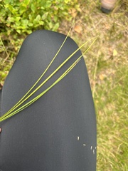 Juncus filiformis