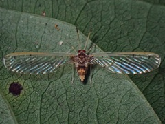 Peggiopsis