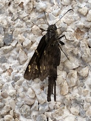 Thorybes dorantes dorantes