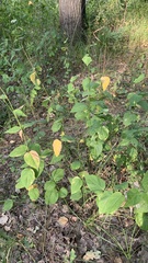 Vincetoxicum hirundinaria