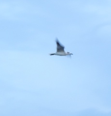 Leucophaeus atricilla