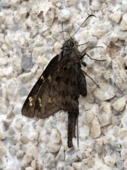 Thorybes dorantes dorantes