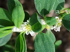 Polygonum arenastrum