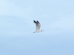 Leucophaeus atricilla