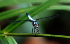 Brachydiplax chalybea