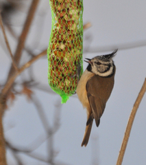 Lophophanes cristatus