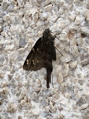 Thorybes dorantes dorantes