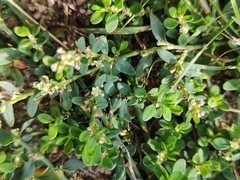 Polygonum arenastrum