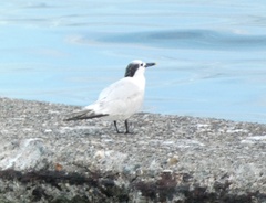 Thalasseus sandvicensis