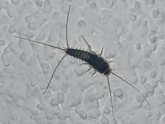 Ctenolepisma