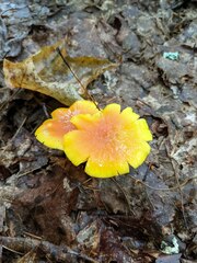 Hygrocybe ceracea