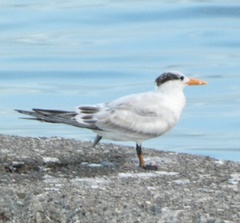 Thalasseus maximus