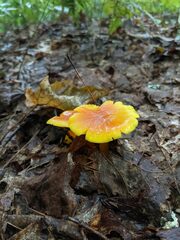 Hygrocybe ceracea