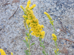 Solidago velutina