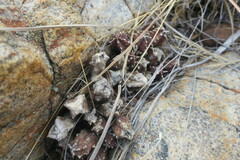 Huernia zebrina