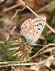 Polyommatus coridon