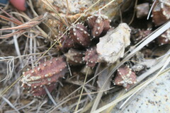 Huernia zebrina