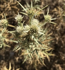Eryngium glomeratum